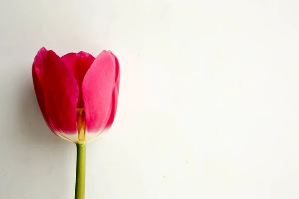 Una Flor Roja Con Lugar Debajo Del Texto Sobre Fondo — Foto de Stock