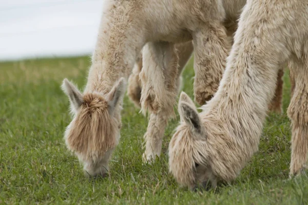 Grazende Paar Wit Suri Alpaca Met Zichtbare Lange Zijdeachtige Sluizen — Stockfoto