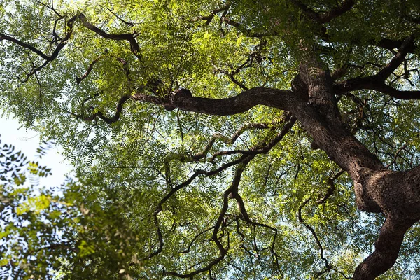 Jacaranda Contra Cielo Azul — Foto de Stock