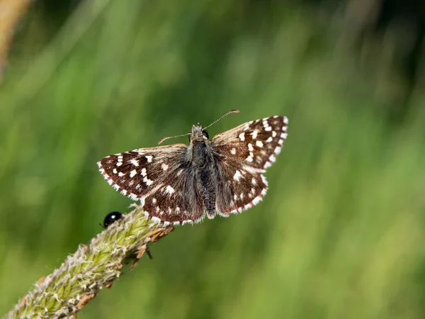 Pyrgus Armoricanus Flew Field — Stock Photo, Image