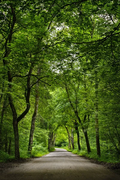 Smutsig Väg Den Gröna Friska Sommarskogen — Stockfoto