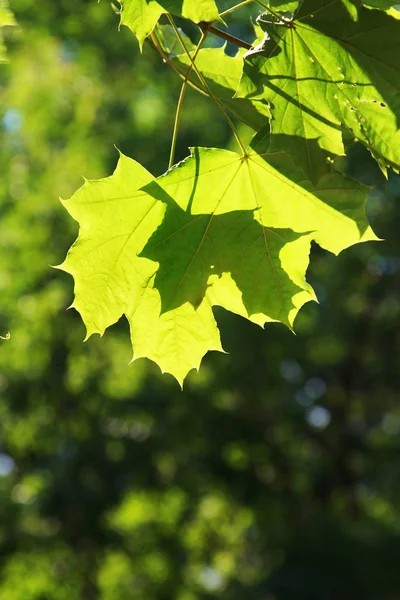 Зелене Кленове Листя Освітлене Сонячним Світлом — стокове фото