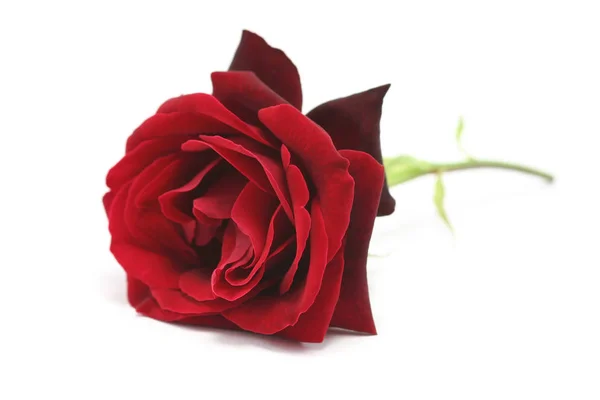 Una Rosa Roja Sobre Fondo Blanco — Foto de Stock