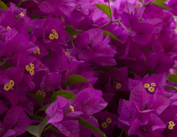 Purple Flowers Background — Stock Photo, Image