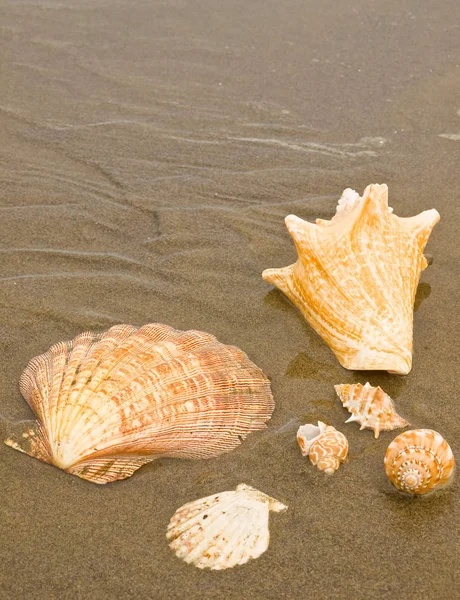 湿った砂浜でのホタテ貝と巻貝 — ストック写真