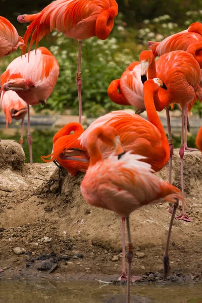 Flamingos Jamce Evropě Létě — Stock fotografie