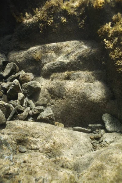 Kameny Rostliny Pod Vodou Oceánu Havaji — Stock fotografie