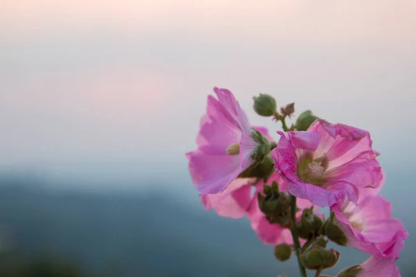 Gyönyörű Virágok Háttér Közelről Kilátás — Stock Fotó