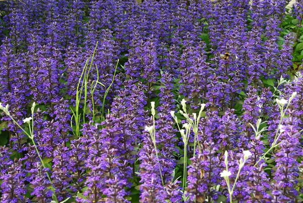 Pradera Llena Flores Azules Silvestres Verano —  Fotos de Stock