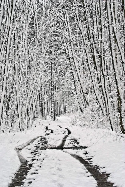 Piękna Zima Naturalnym Tle — Zdjęcie stockowe