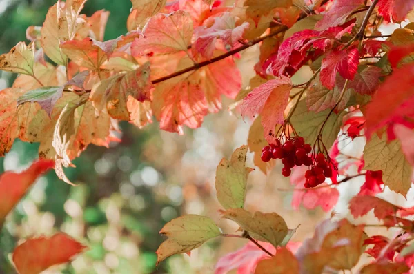Viburnum Czerwone Jagody Drzewie Jesień — Zdjęcie stockowe