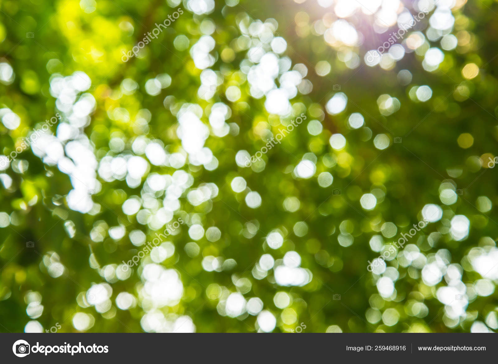 Zoom Shot Out Focus Green Tree Background Stock Photo Image By C Yayimages