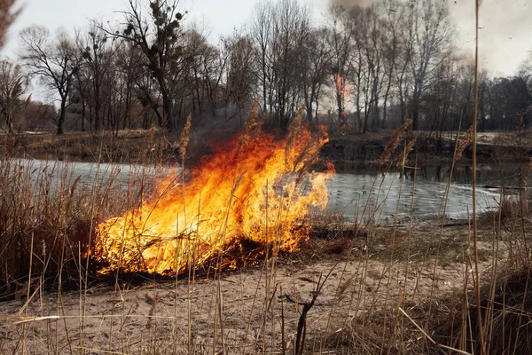 Erős Tűz Erdő Tavon Sok Füst Háttérben Fák Hamu Száraz — Stock Fotó