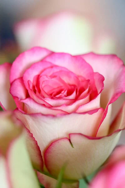 Hermosa Luz Rosa Flor Sol — Foto de Stock