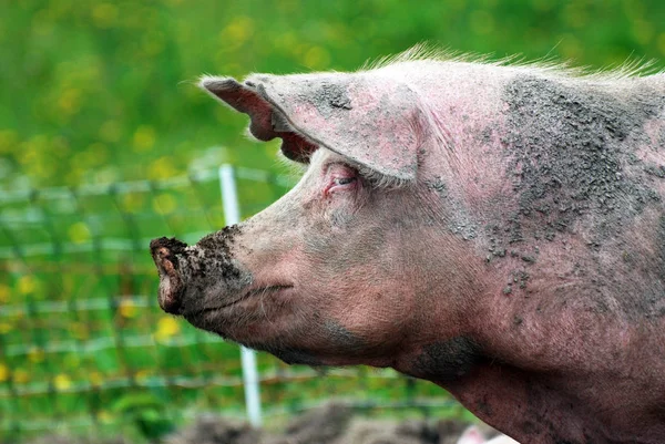 Большая Грязная Свинья — стоковое фото