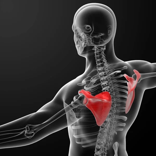 レンダリング図肩甲骨の骨 トップ ビュー — ストック写真