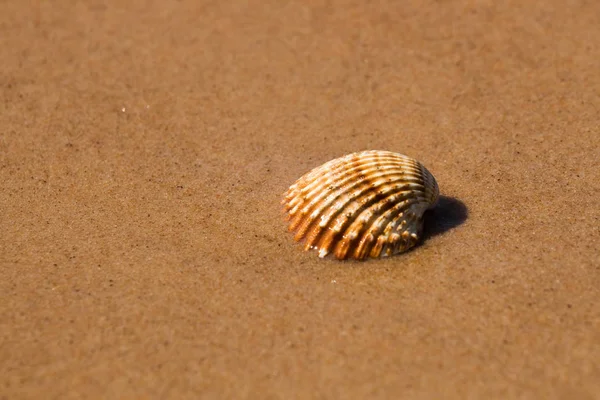 Coquille Mer Dans Sable Plage Humide — Photo