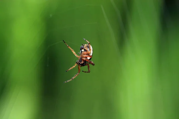 红色绿色背景上的蜘蛛 — 图库照片