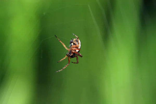 मकई — स्टॉक फ़ोटो, इमेज