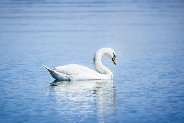 Una Imagen Cisne Blanco Lago Starnberg —  Fotos de Stock