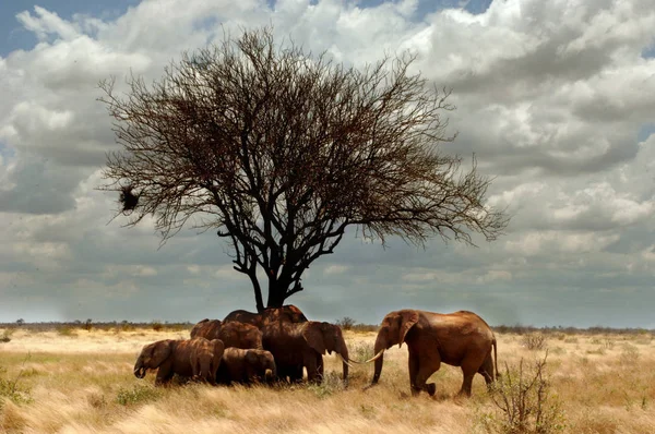 Elefant Familj Kenya — Stockfoto