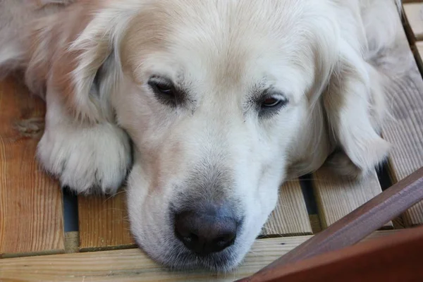 一头长发的金毛猎犬躺在地板上 看起来很伤心 — 图库照片