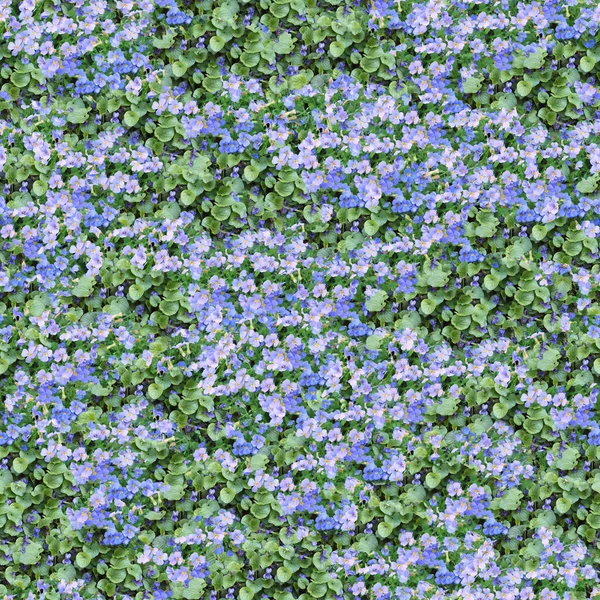 Padrão Sem Costura Feita Aubrieta Flores Violetas Composable Como Telhas — Fotografia de Stock