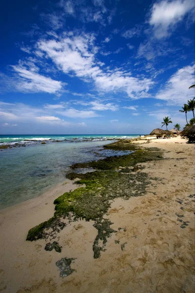 Beach Rock Och Sten Stuga Och Palm Republica Dominicana — Stockfoto