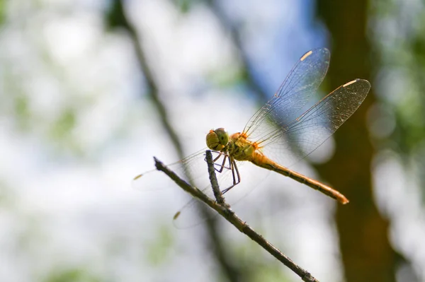 Libélula Ramita Bosque Insecto —  Fotos de Stock