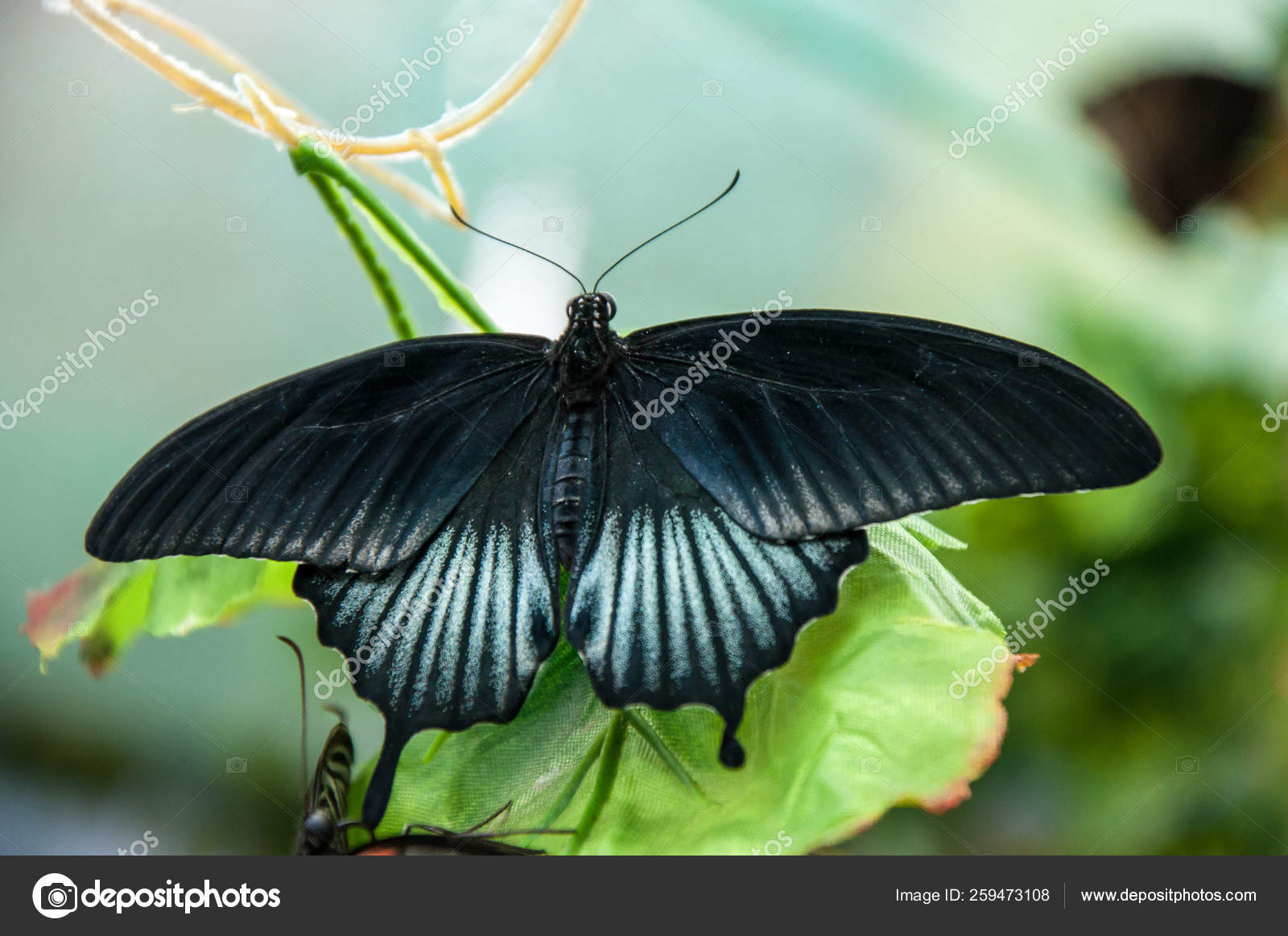 Male Butterfly Papilio Lowi Stock Photo by ©YAYImages 259473108