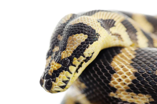 Pastell Schlangenpython Reptil Wildtier — Stockfoto