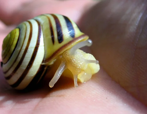 A snail over the human wrist.