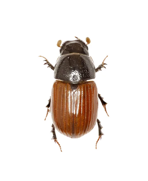 Aphodius Fimetarius Linnaeus 1758에 Aphodius — 스톡 사진