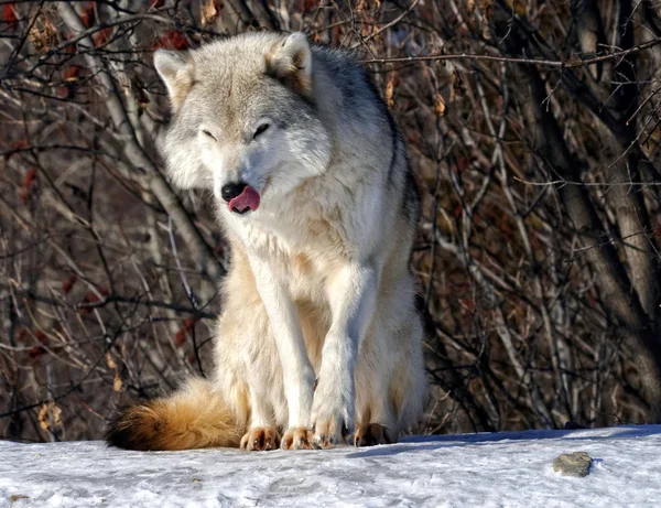 Imagen Hermoso Lobo Gris Día Soleado — Foto de Stock