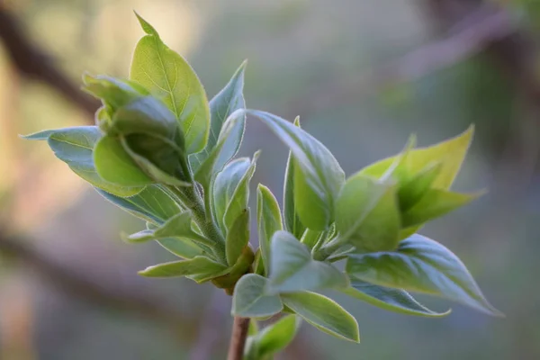 Close Van Schoonheid Sping Bloemen Van Lila — Stockfoto