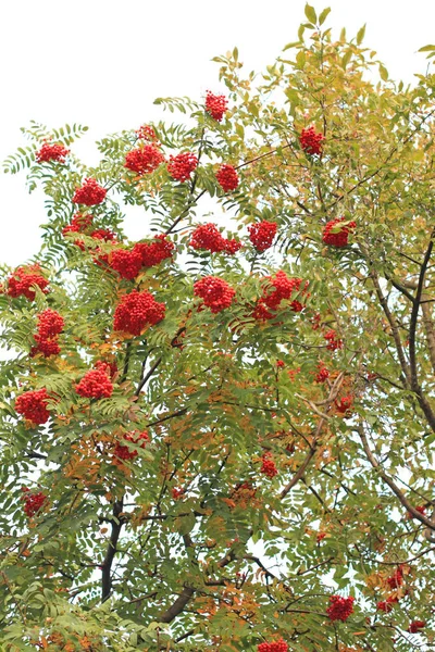 Rowanberry Tree Mitten Hösten — Stockfoto