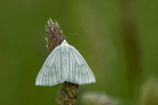Böcek Haşere Amerikan Beyaz Kelebek Veya Hyphantria Cunea Yüksek Çim — Stok fotoğraf