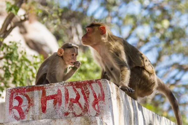 Taş Üzerine Oturan Çocuk Ile Maymun — Stok fotoğraf