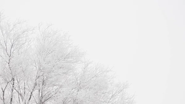 서리와 눈으로 나무와 — 스톡 사진
