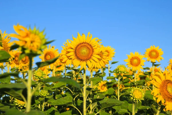 Prachtige Zonnebloemen Field View — Stockfoto