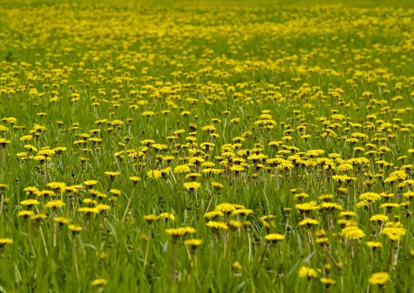 Большой Луг Цветущих Желтых Одуванчиков — стоковое фото