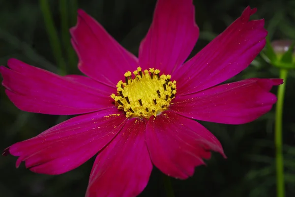 独立的拍摄的粉色波斯菊花卉 — 图库照片