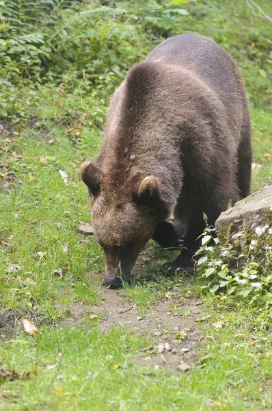 Wild Brown Bear Ursus Americanus Terribilis Taman Nasional Banff — Stok Foto