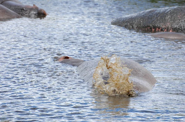 Hipopótamo Parque Nacional Tanzania — Foto de Stock