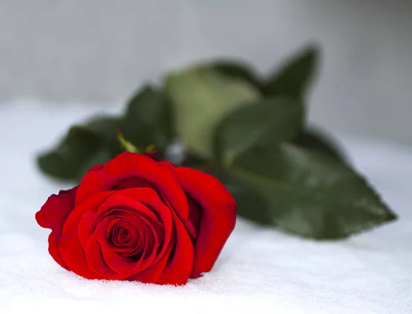 Nærbillede Rød Rose Sneen - Stock-foto