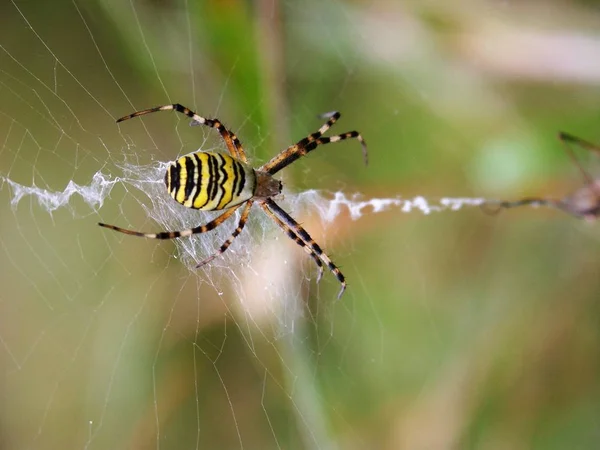 蜘蛛网上的蜘蛛 或无记名的框拍摄 — 图库照片