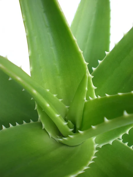 Aloe Vera Από Κοντά Άσπρο Φόντο — Φωτογραφία Αρχείου