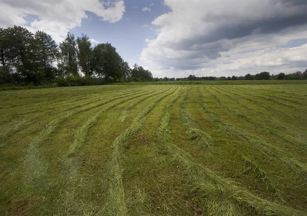 Hierba Verde Sur Polonia — Foto de Stock