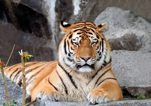 Portait of adult male tiger lying o ground staring.