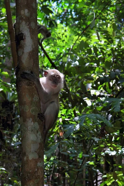 원숭이 나무에 — 스톡 사진